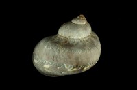 藏品(貓眼蠑螺)的圖片